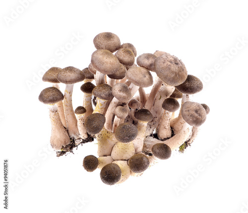 Brown beech mushrooms, Shimeji mushroom, Edible mushroom 