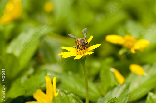 Bee on yellow flower © hshii