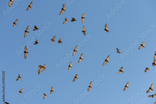 Little red flying-foxes taking flight.