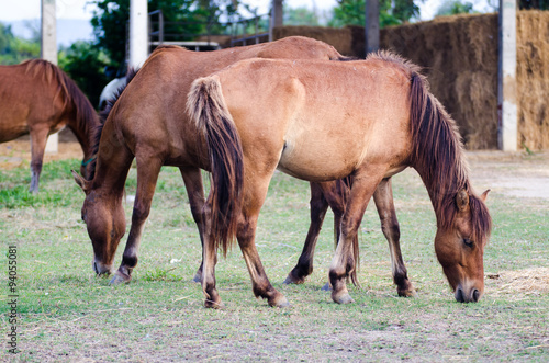 Horses graze in farm