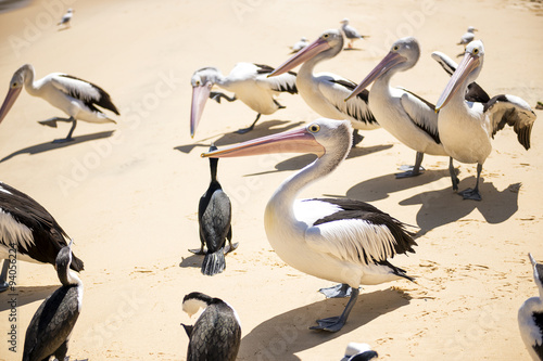 Pelicans and other birds resting on the beach during the day at Tangalooma Island in Queensland on the west side of Moreton Island. photo