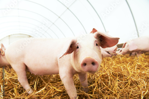 piglet on hay and straw at pig breeding farm