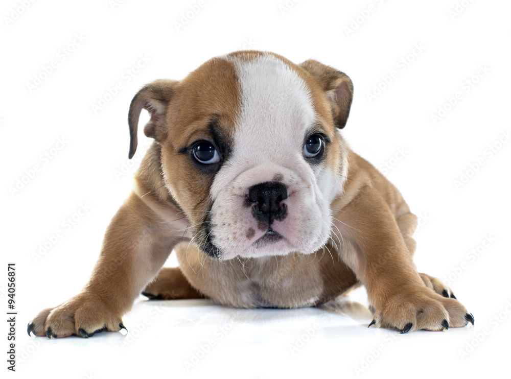 puppy english bulldog puppy english bulldog