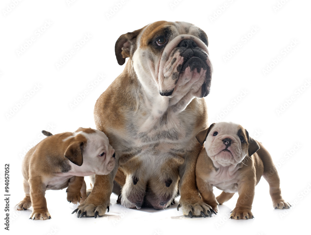 family english bulldog