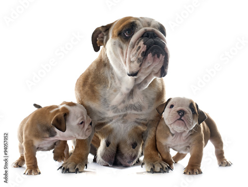 family english bulldog © cynoclub
