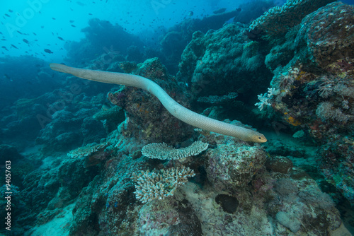 Olive sea snake or the golden sea snake in the Great Barrier Reef, Queensland, Australia.