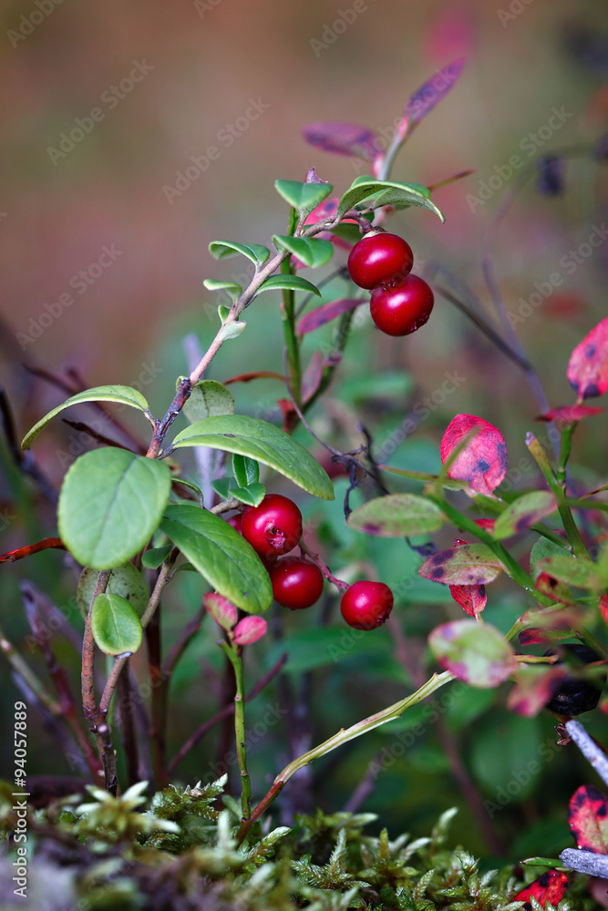Ripe red cowberry bush branches Ripe red cowberry bush branches