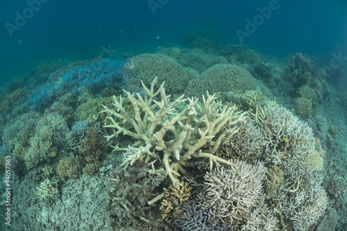 Fototapeta Naklejka Na Ścianę i Meble -  Healthy coral reef of the Great Barrier Reef, Queensland, Australia.