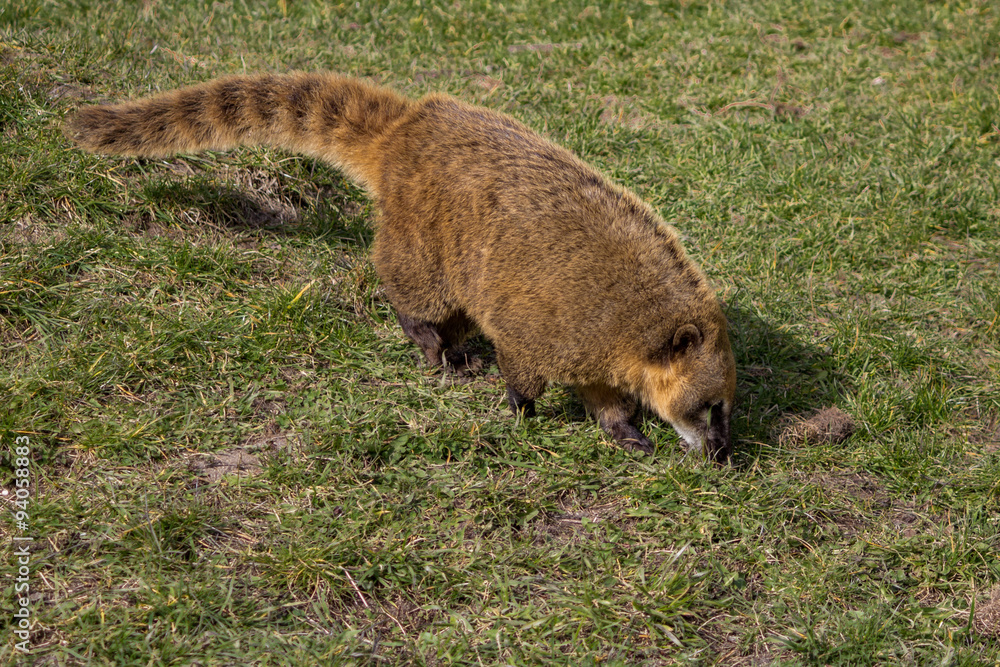 Waschbär