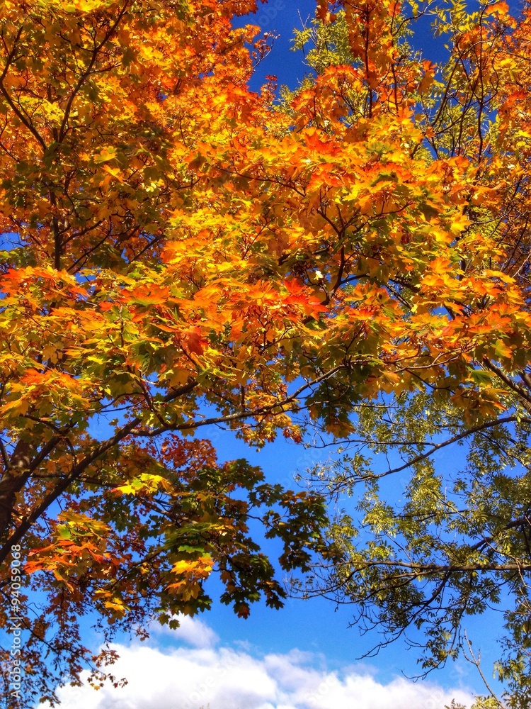 Laubwald im Herbst vor blauem Hinmel