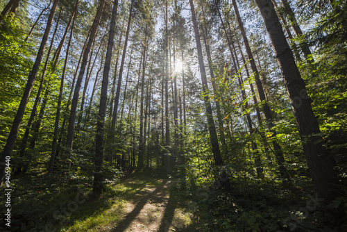Summer landscape pine forest in the Carpathians
