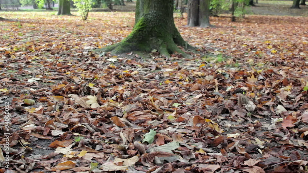 fallen leaves from trees/Autumn season in the park, fallen leaves from the trees on dry land fallen leaves from trees/Autumn season in the park, fallen leaves from the trees on dry land