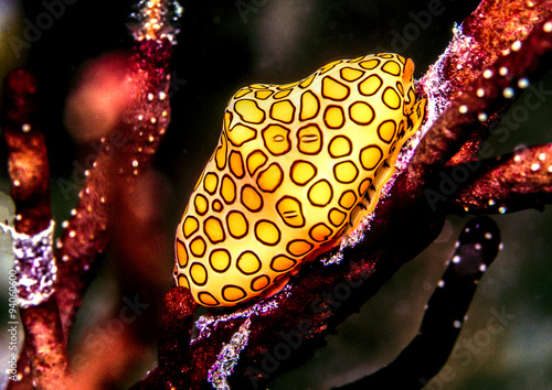  flamingo tongue snail