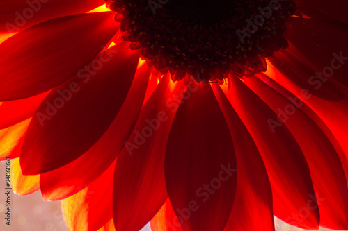 Backlit Red Chrysanthemum Flower