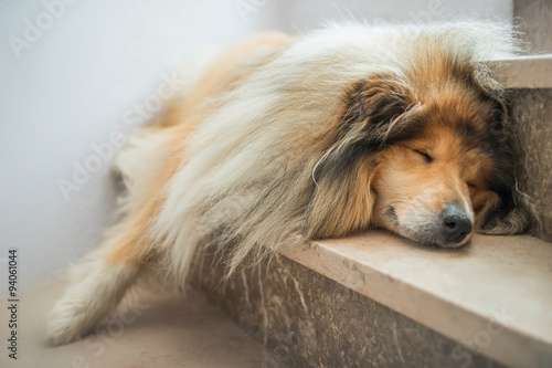 hundemüde – Collie schläft auf Treppe photo