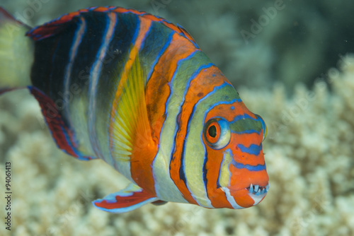 The harlequin tuskfish is a species of wrasse found in the Pacific Ocean. It occasionally makes its way into the aquarium trade.