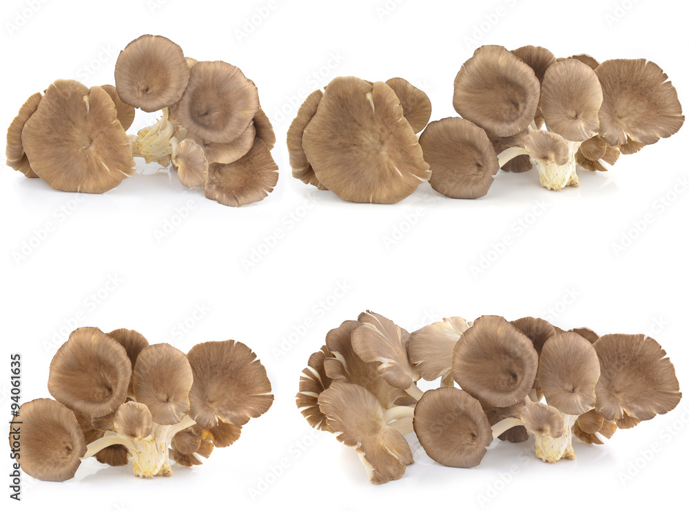 Fototapeta premium oyster mushroom on white background