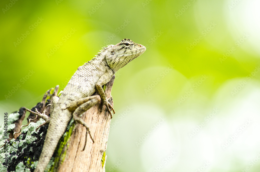 calotes emma alticristatus is spcies name of reptile calotes emma alticristatus is spcies name of reptile