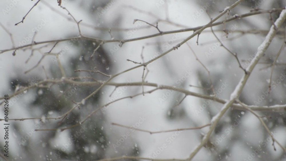 Snowing on a tree branch close-up. Snowing on a tree branch close-up.