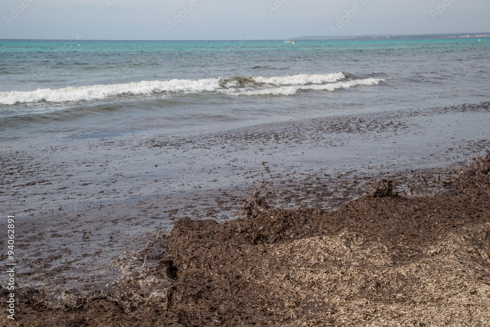 Strand voller dunkler fauliger Algen Strand voller dunkler fauliger Algen