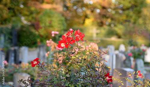 cimetière photo