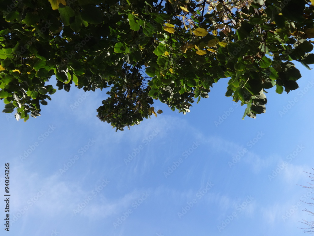 Green Tree Branches on Sky Background Green Tree Branches on Sky Background