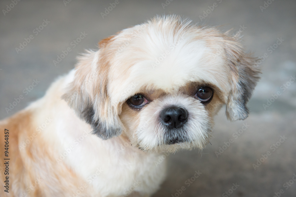 Close up Pomeranian Puppy Dog. (Selective Focus) Close up Pomeranian Puppy Dog. (Selective Focus)