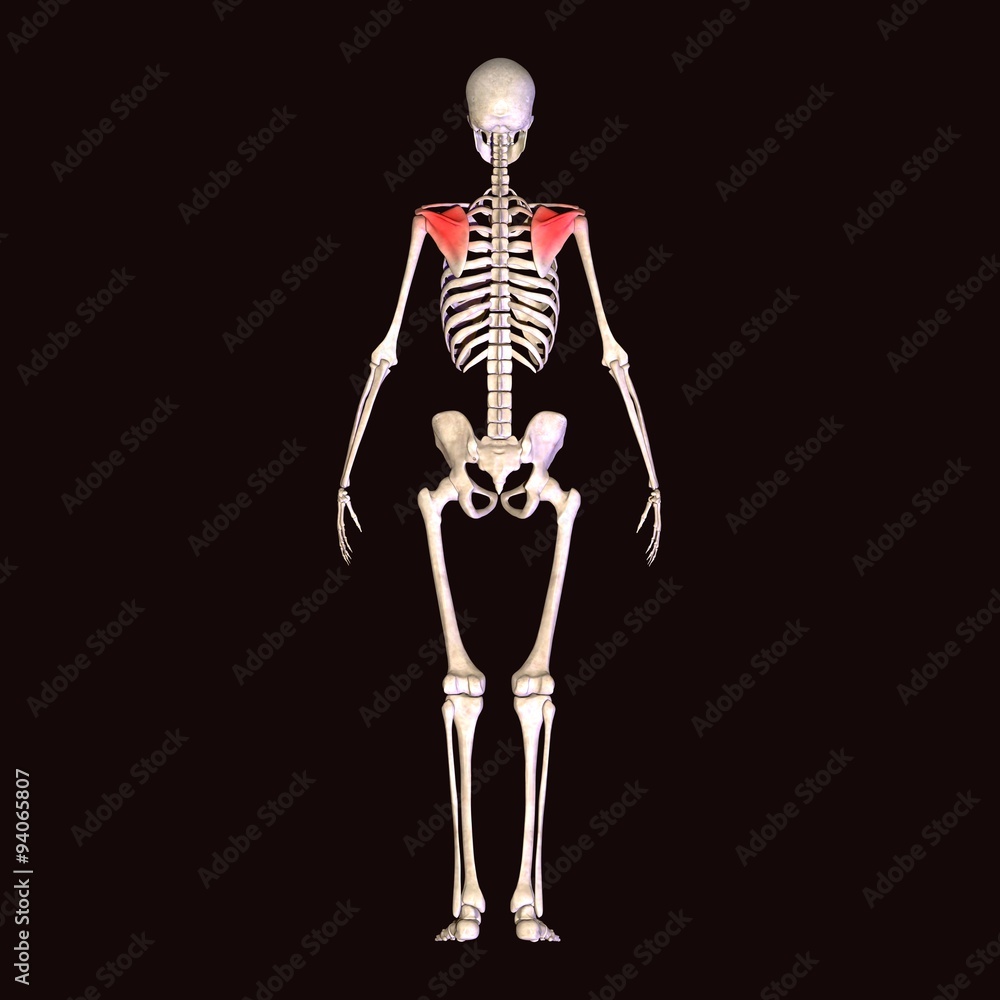 skeleton shoulder pain