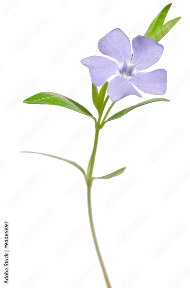 Beautiful blue flower periwinkle on white background