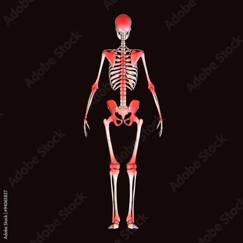 Fototapeta Naklejka Na Ścianę i Meble -  skeleton body pain