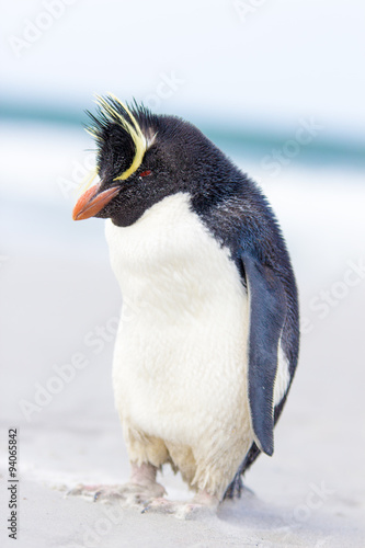Rockhopper Penguin (Eudyptes chrysocome) on beach