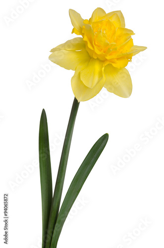 Beautiful daffodil isolated on white background