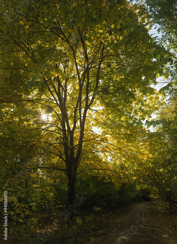 Autumn maple shadow in park