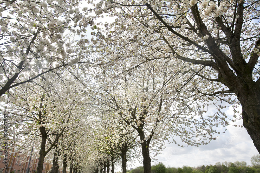 Blossom trees