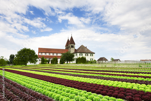 Salatfeld auf der Reichenau