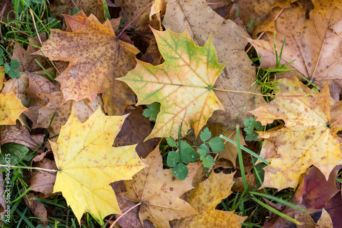 Beautiful autumn forest scenery with colorful leaves