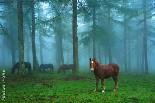 young horse in foggy forest photo