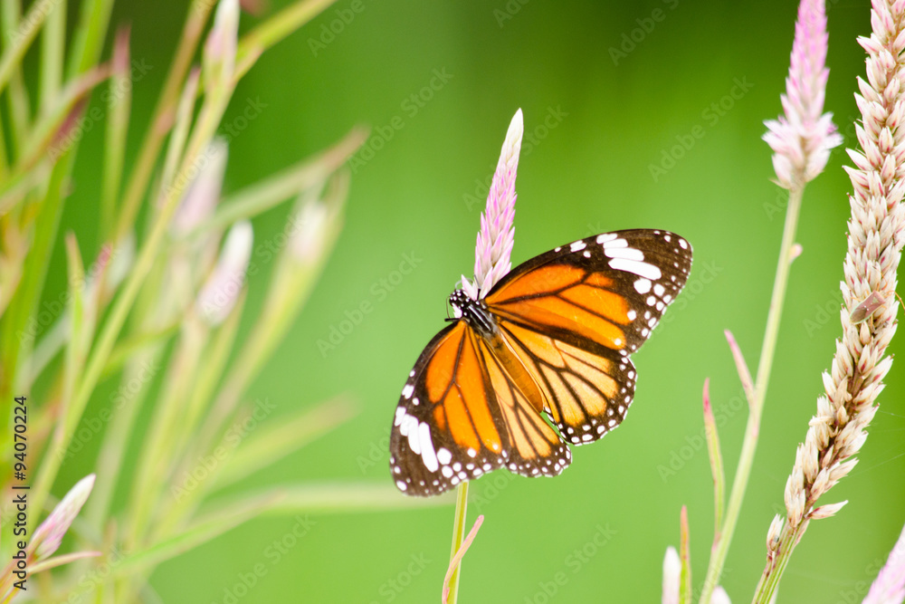 Fototapeta premium orange butterfly on flower