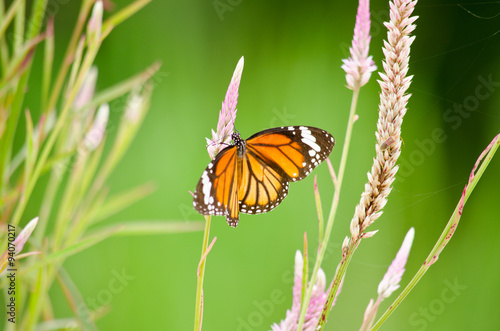 orange butterfly on flower