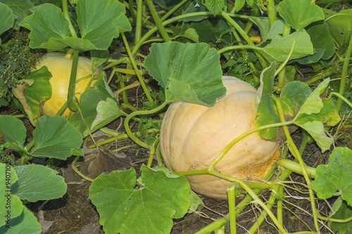 Pumpkin on vegetable garden