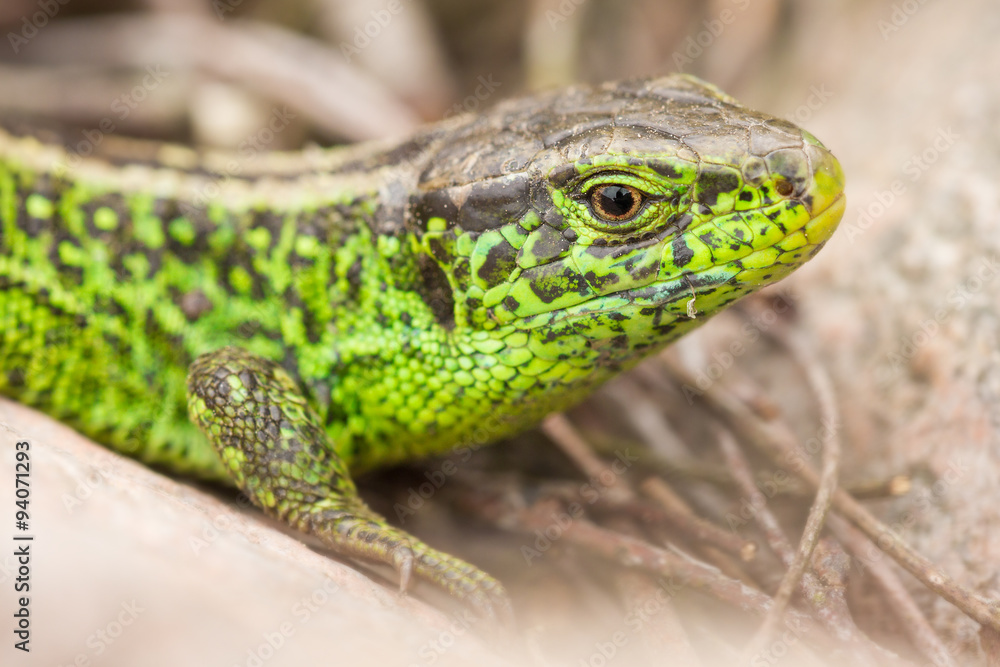 Naklejka premium Zauneidechse
