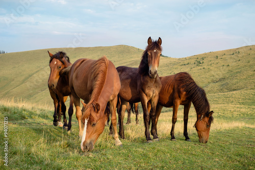 Wild horses herd graze on pasture in the mountains
