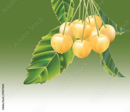 Fresh Yellow cherries with water drops. Vector
