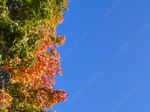 Herbst_Laubbaum