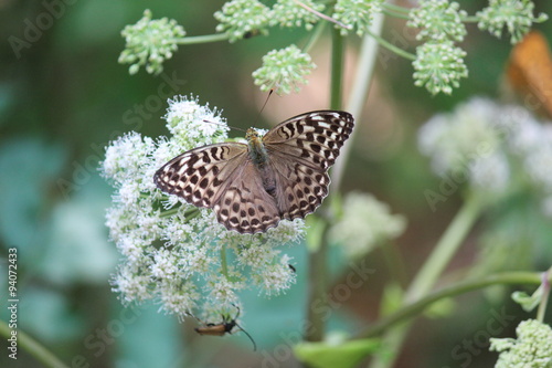 Kaisermantel / Argynnis paphia valesina photo