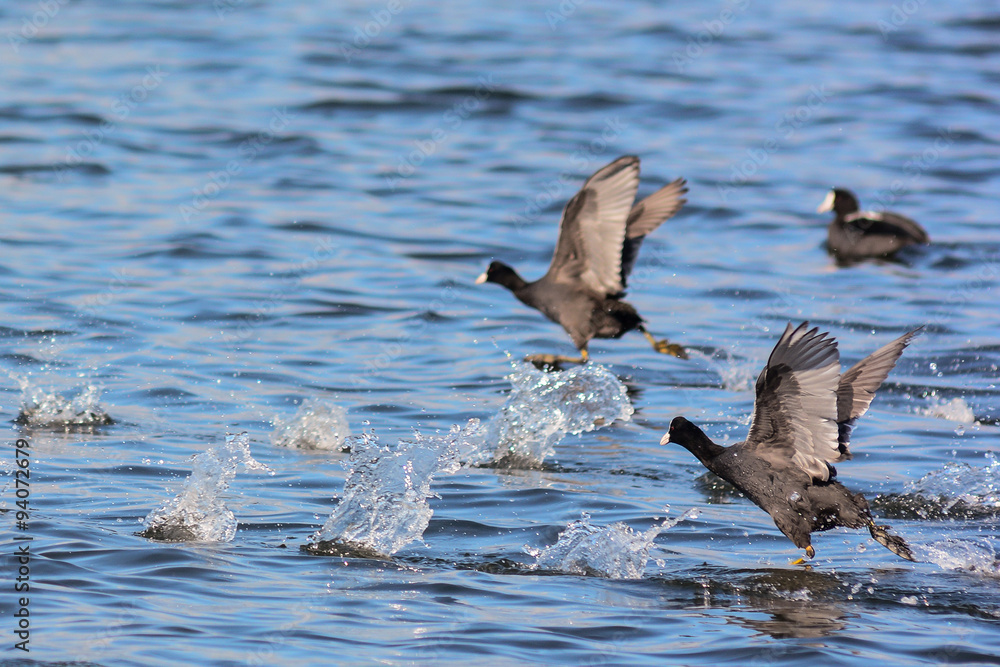 Fototapeta premium Folaghe (Fulica atra) in corsa sull'acqua