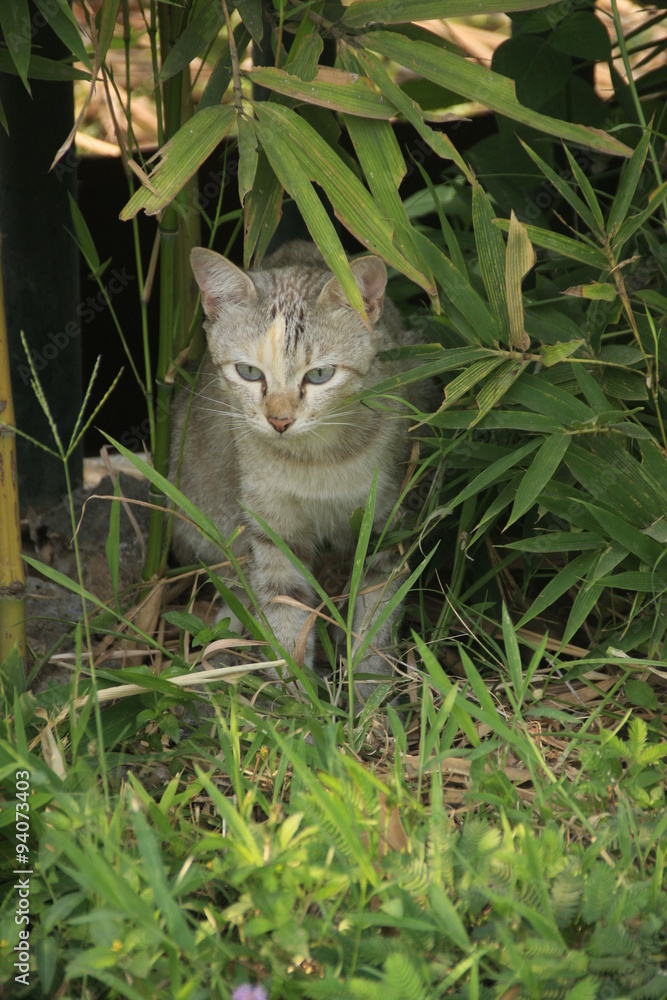 Obraz premium un chat à Java