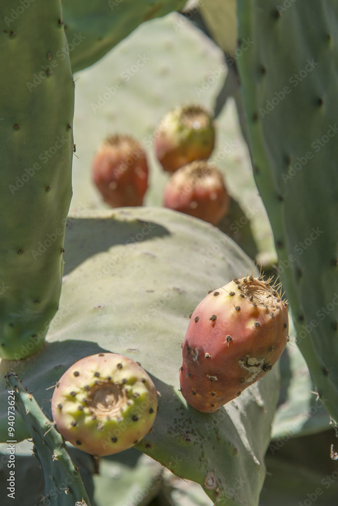 closeup of a cactus closeup of a cactus