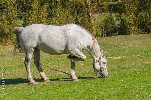 Old white horse grazing on a fall pasture