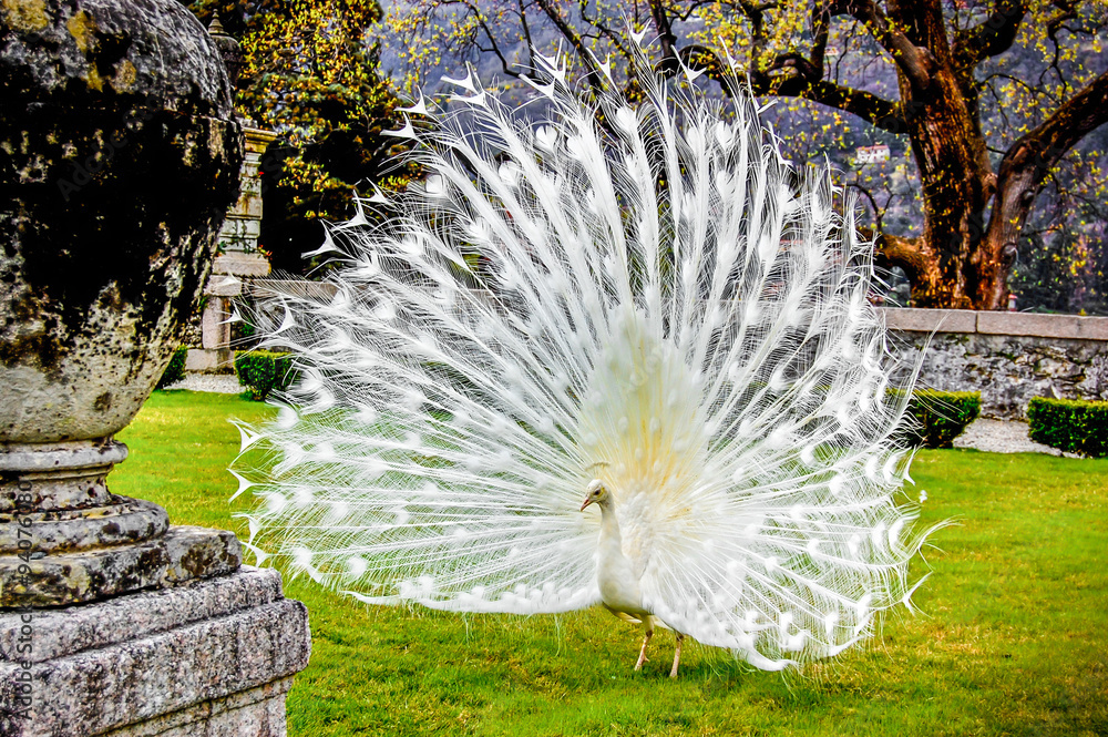 Obraz premium 0118 Blauer Pfau - Pavo cristatus mut. alba